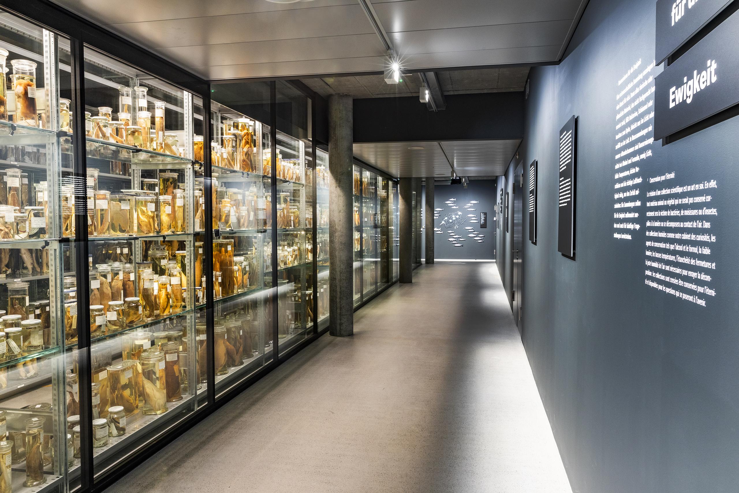Wunderkammer Naturhistorisches Museum Bern Schausammlung