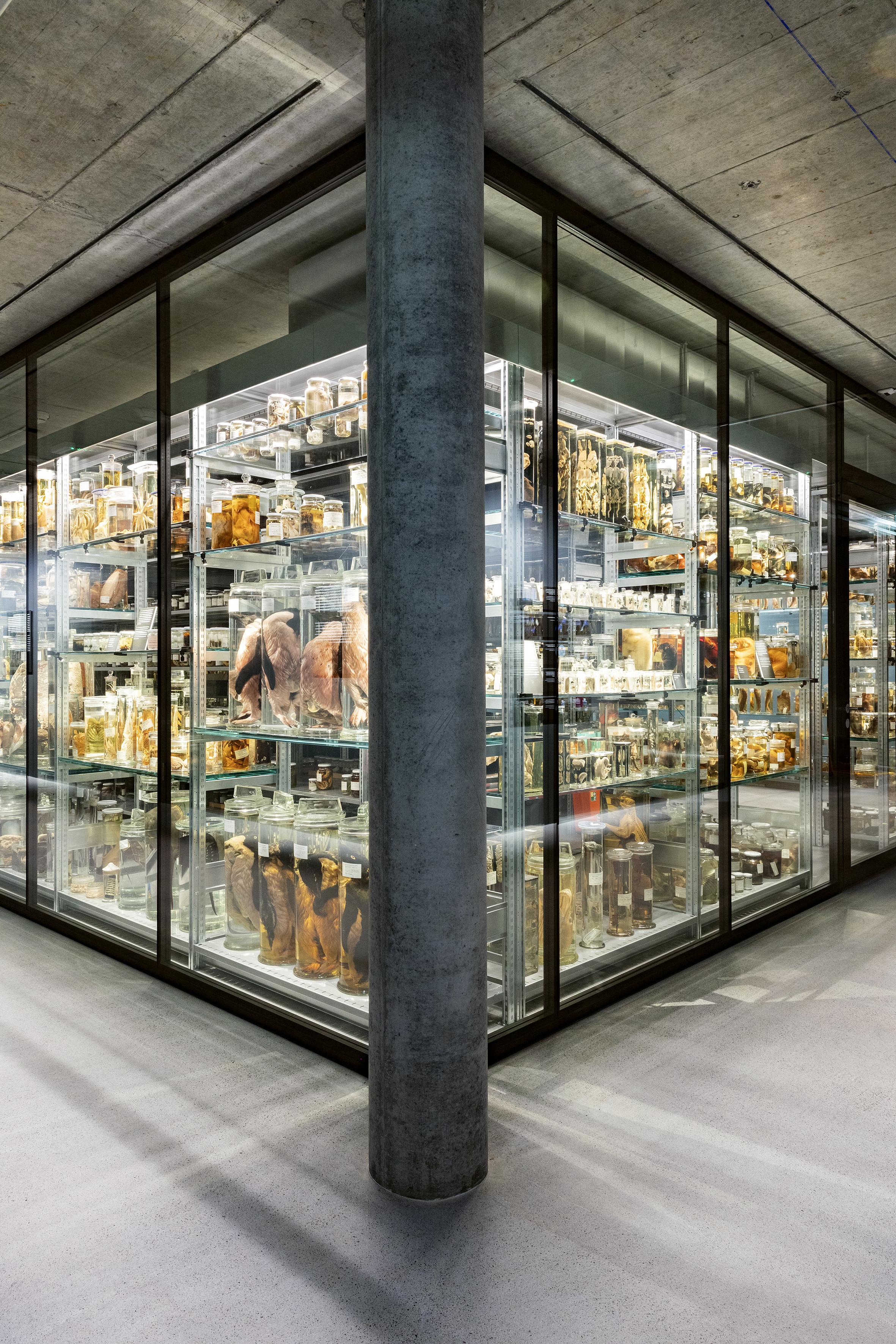 Naturhistorisches Museum Wunderkammer Schausammlung