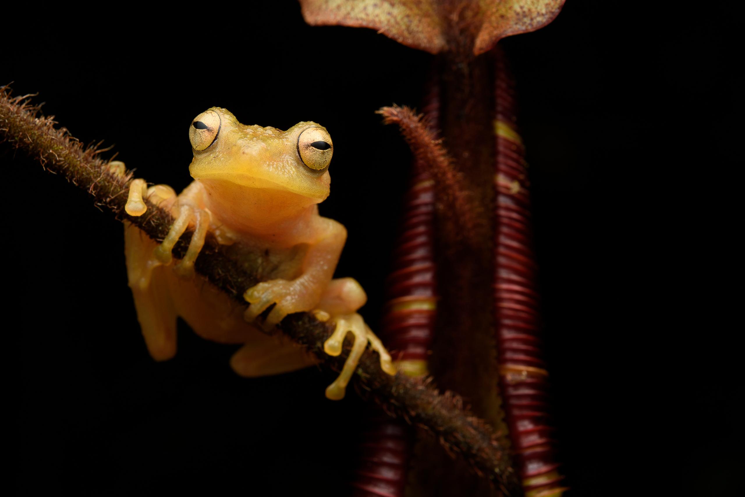 New throated. Nepenthes Frog. A New Frog species in 2016.