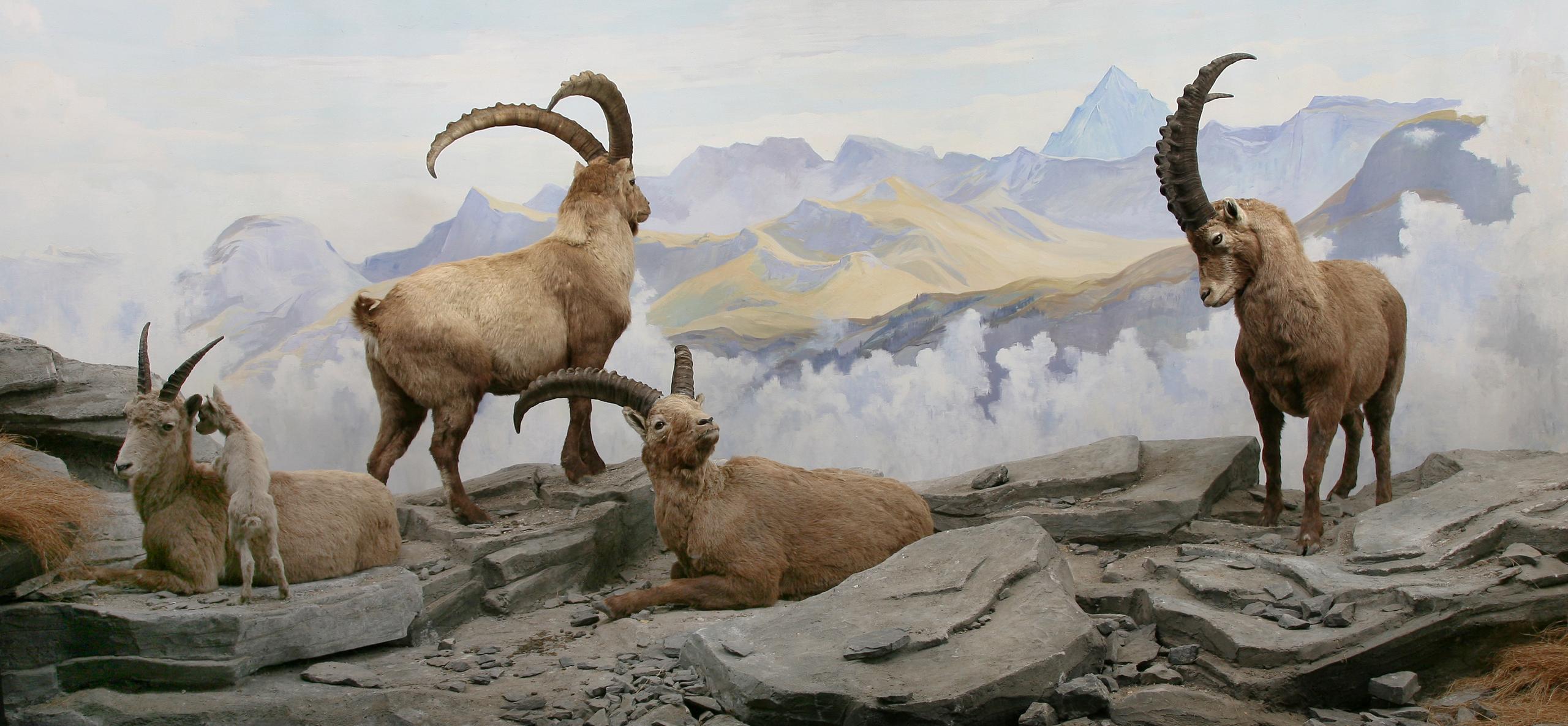 Tiere der Schweiz NMBE Naturhistorisches Museum Schweiz