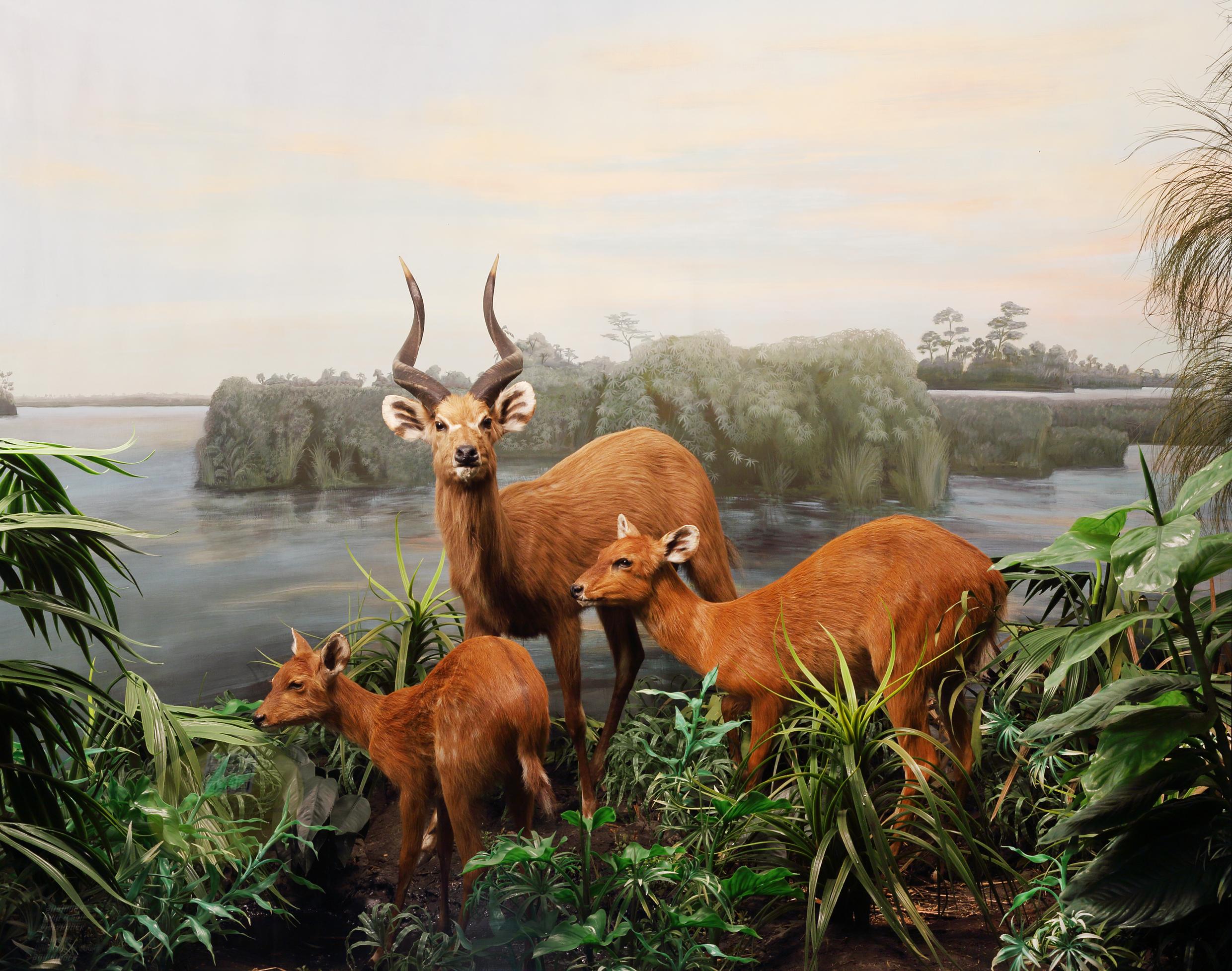 Naturhistorisches Museum Bern Tiere Afrikas